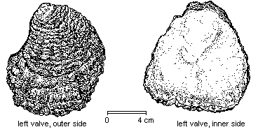 Ostrea edulis image