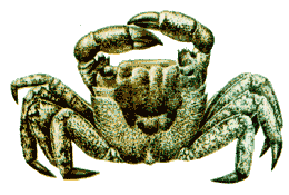 Pachygrapsus marmoratus image
