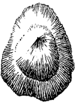 Patella tarentina image