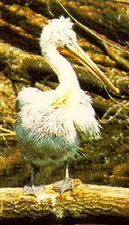 Pelicanus crispus image