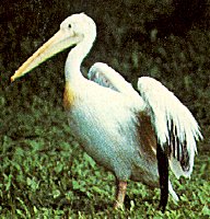 Pelicanus onocrotalus image