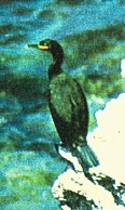 Phalacrocorax aristotelis image