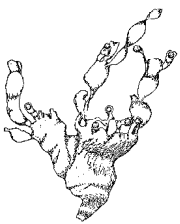 Phyllophora brodiaei image
