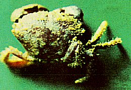 Pilumnus hirtellus image