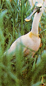 Platalea leucorodia image