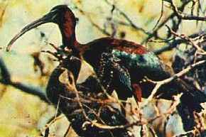 Plegadis falcinellus image