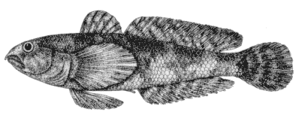 Proterorhinus marmoratus image