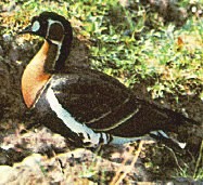 Ruflbrenta ruficollis image