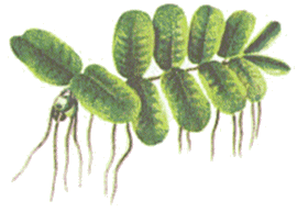 Salvinia natans image