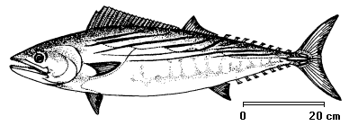 Sarda sarda image