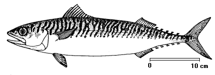 Scomber scombrus image