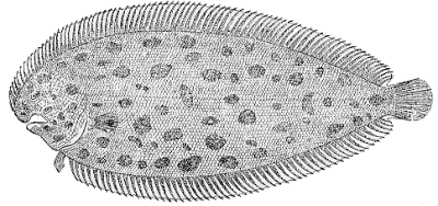 Solea nasuta image