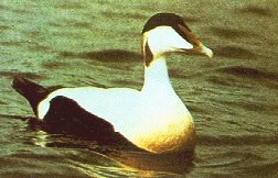 Somateria mollissima image