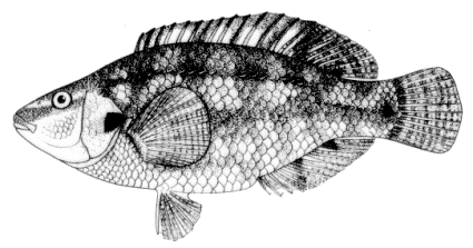 Symphodus ocellatus image