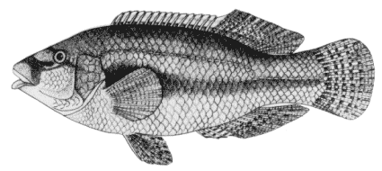 Symphodus tinca image