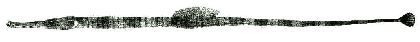 Syngnatus tenuirostris image