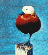 Tadorna ferruginea image