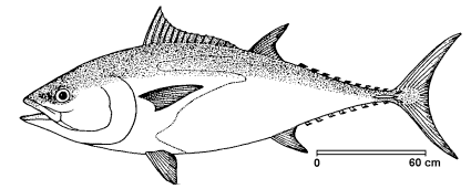 Thunnus thynnus image