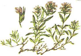 Thymus littoralis image