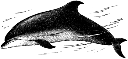Tursiops truncatus ponticus image