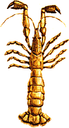 Upogebia pusilla image