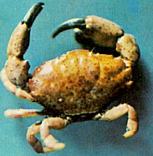 Xantho poressa image