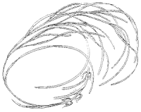 Zostera marina image