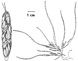 Zostera noltii image