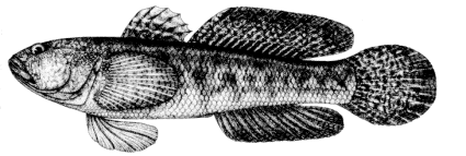 Zosterisessor ophiocephalus image