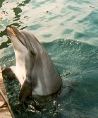 Dolphin image